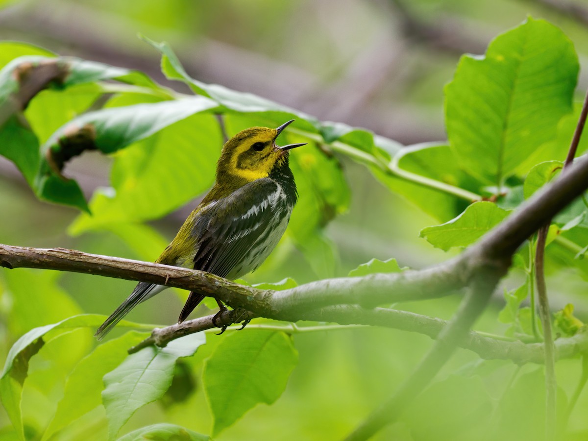 Black-throated Green Warbler - Nick Athanas