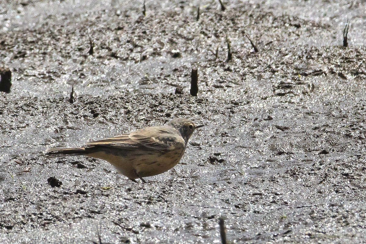 American Pipit - Paul Roisen