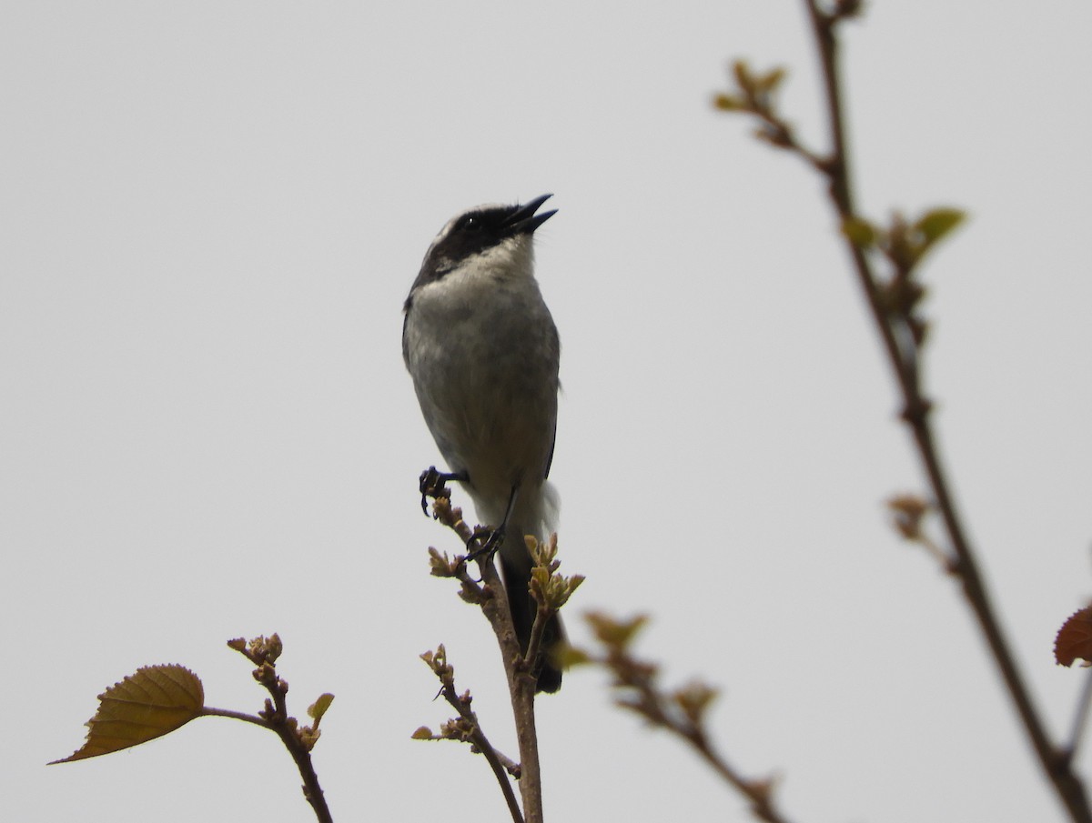 Bar-winged Flycatcher-shrike - Maureen Blackford