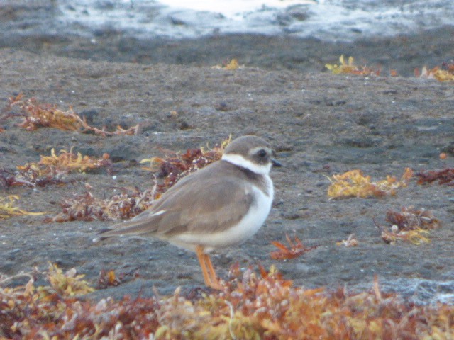 Common Ringed Plover - Rob Emery