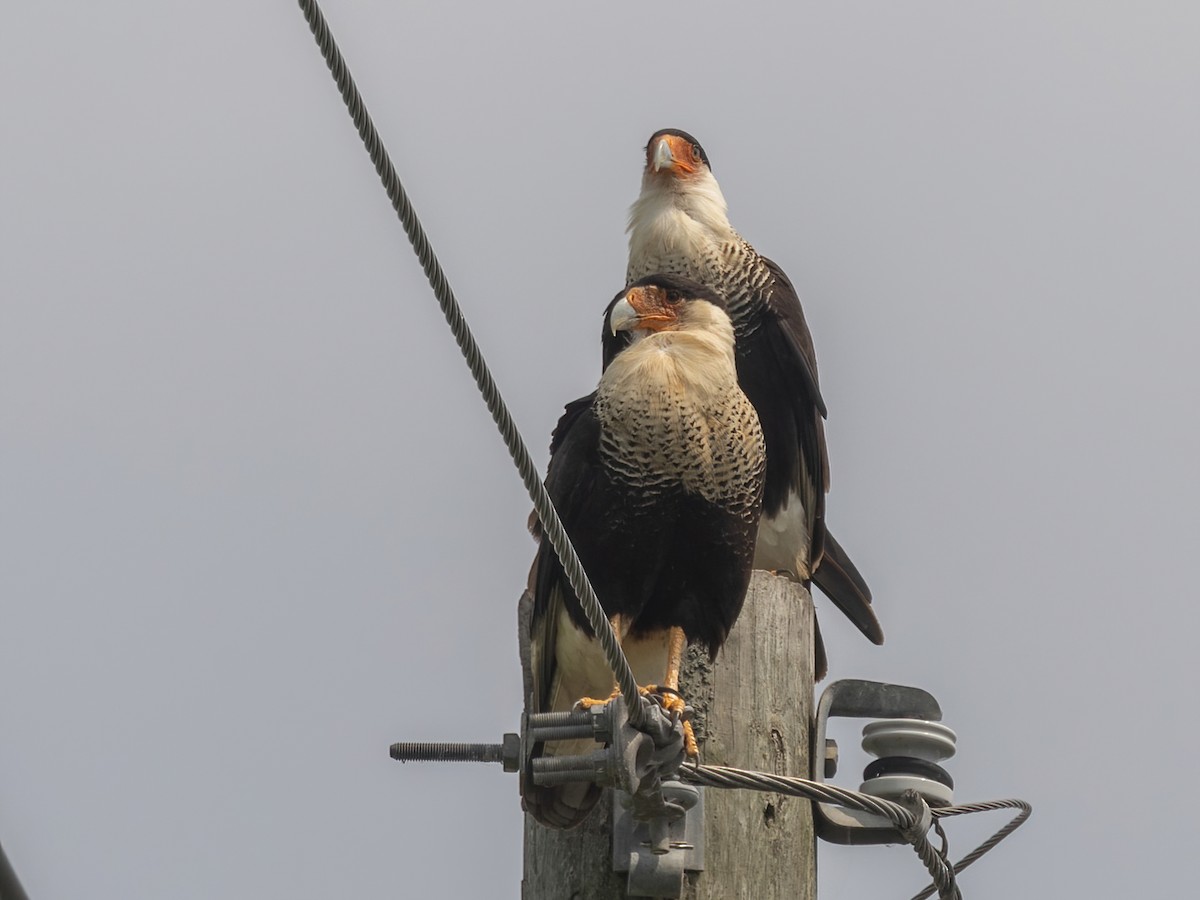 Crested Caracara - Bruce Aird