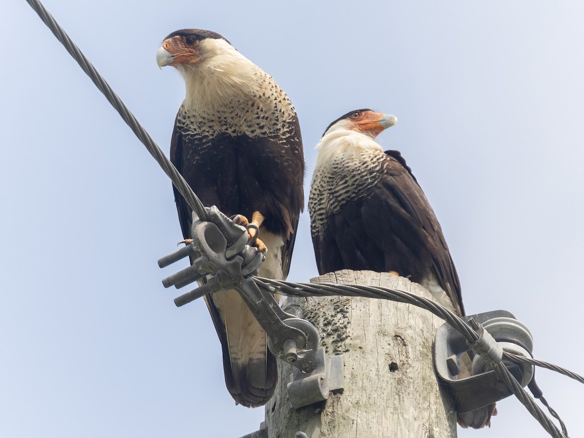 Crested Caracara - Bruce Aird