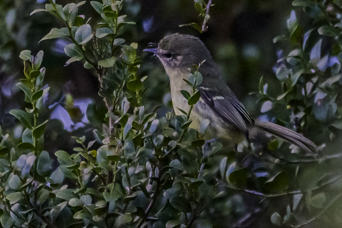 Mottle-cheeked Tyrannulet - Amed Hernández