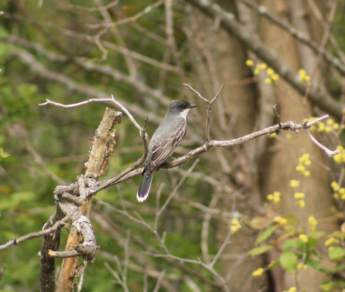 Eastern Kingbird - ML619502038