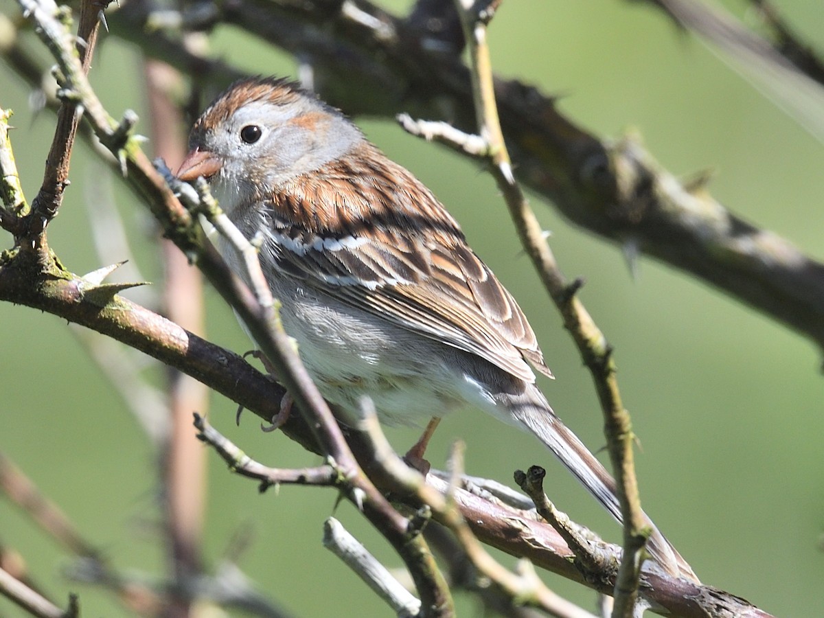 Field Sparrow - ML619502044