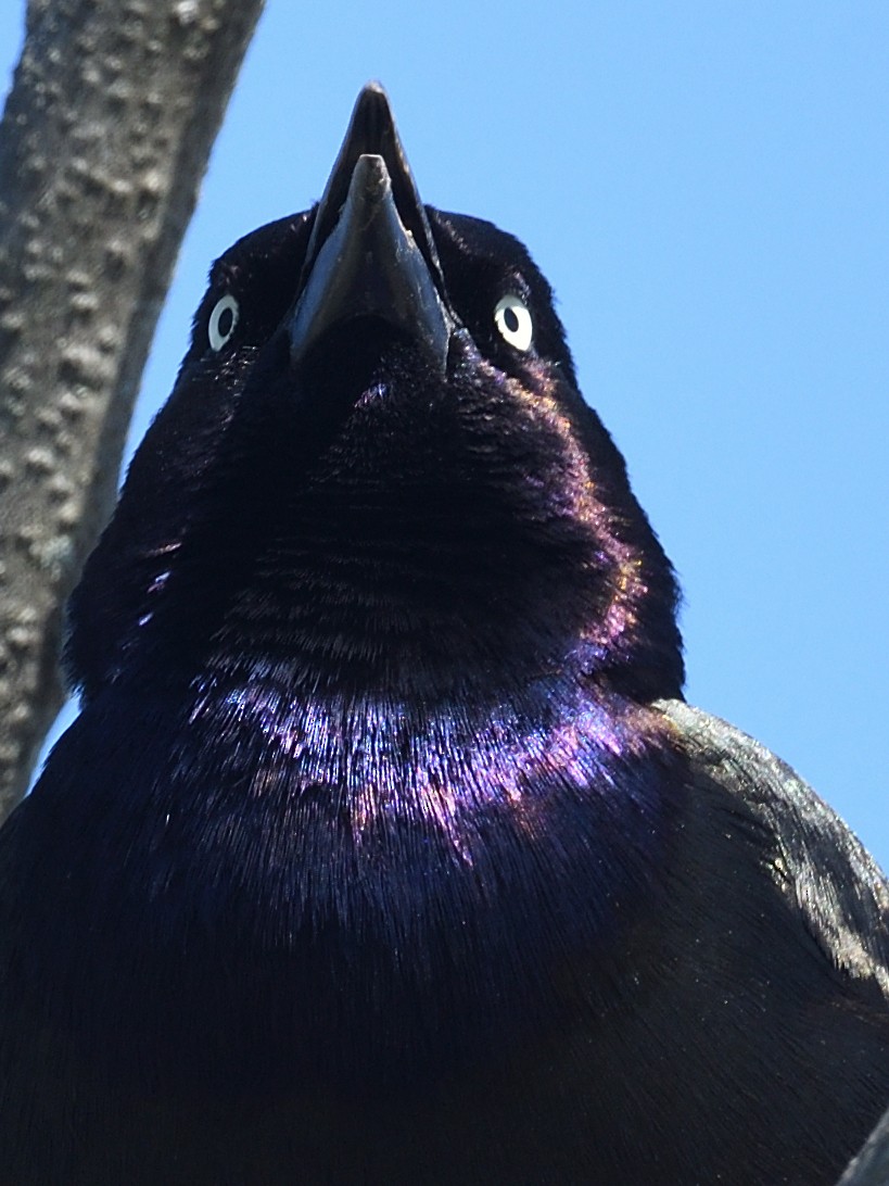 Common Grackle - ML619502052