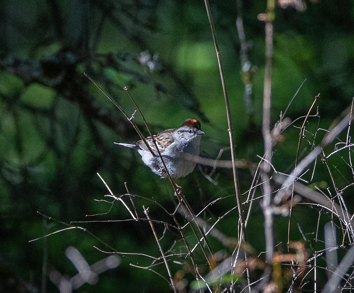 Chipping Sparrow - bj worth
