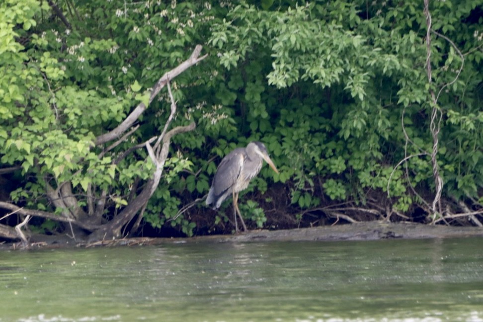 Great Blue Heron - Leslie Steinberger