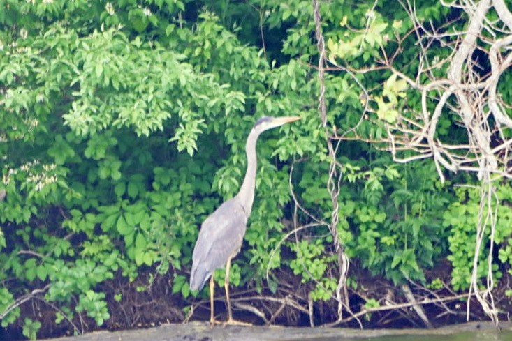 Great Blue Heron - Leslie Steinberger