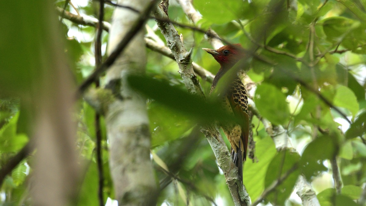 Rufous-headed Woodpecker - Miguel Aguilar @birdnomad