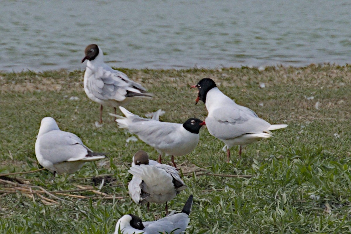 Mediterranean Gull - Philip Steinhoff