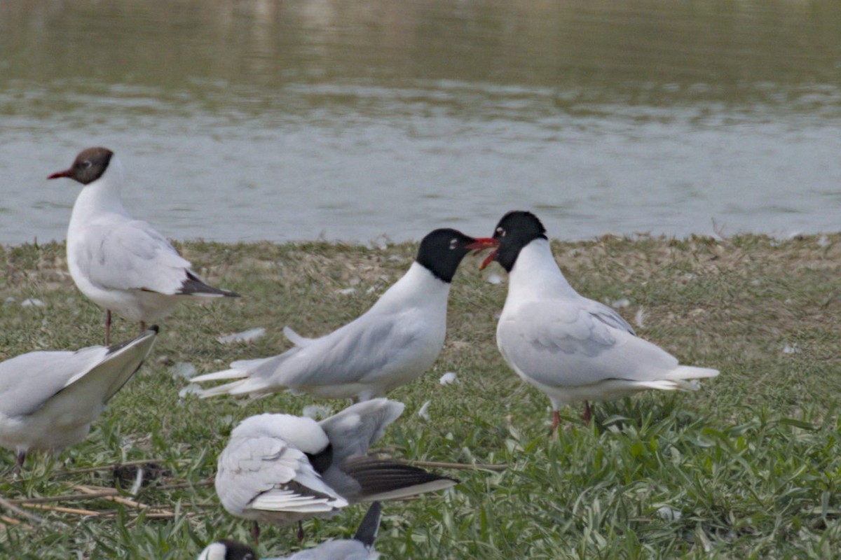 Mediterranean Gull - Philip Steinhoff