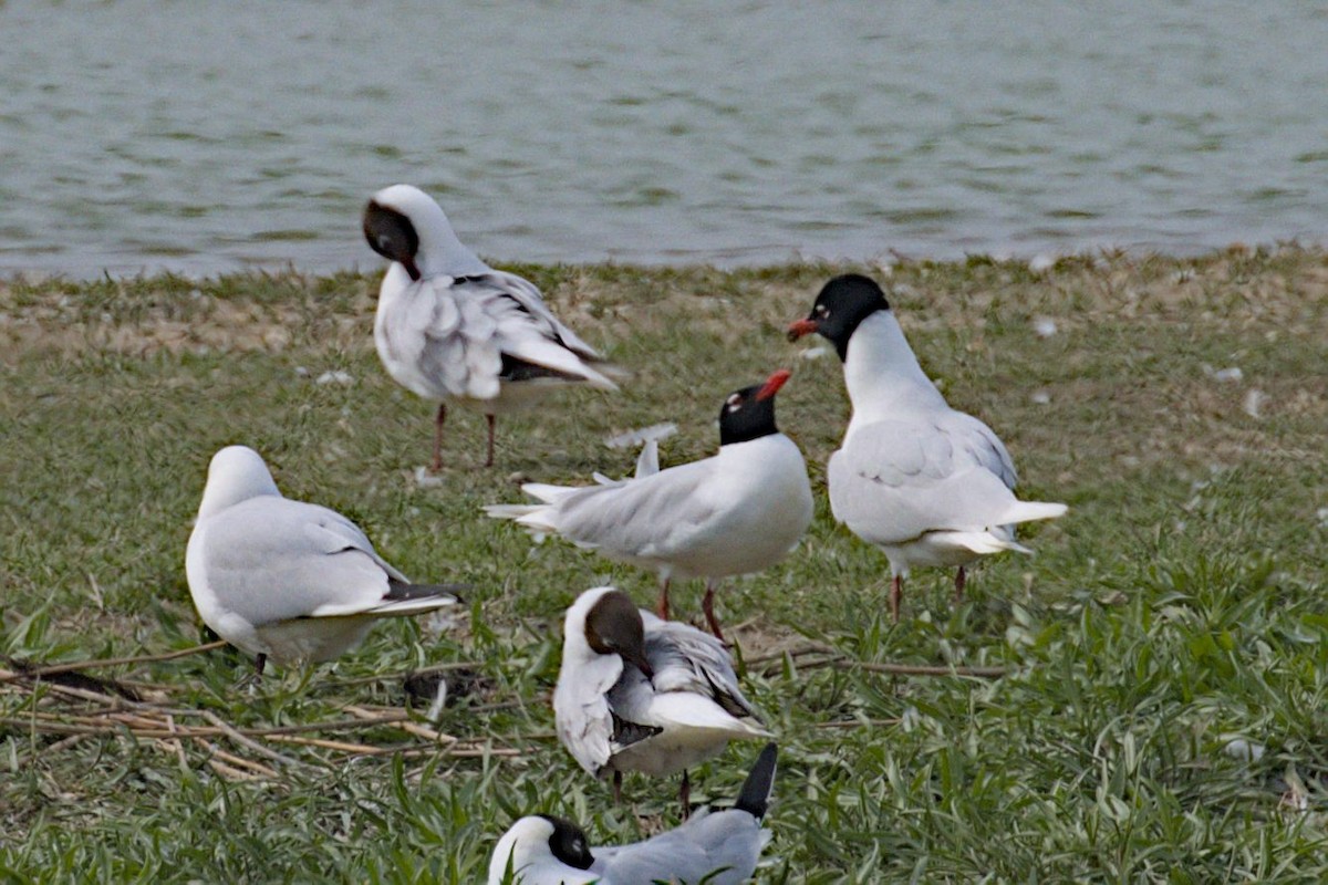 Mediterranean Gull - Philip Steinhoff