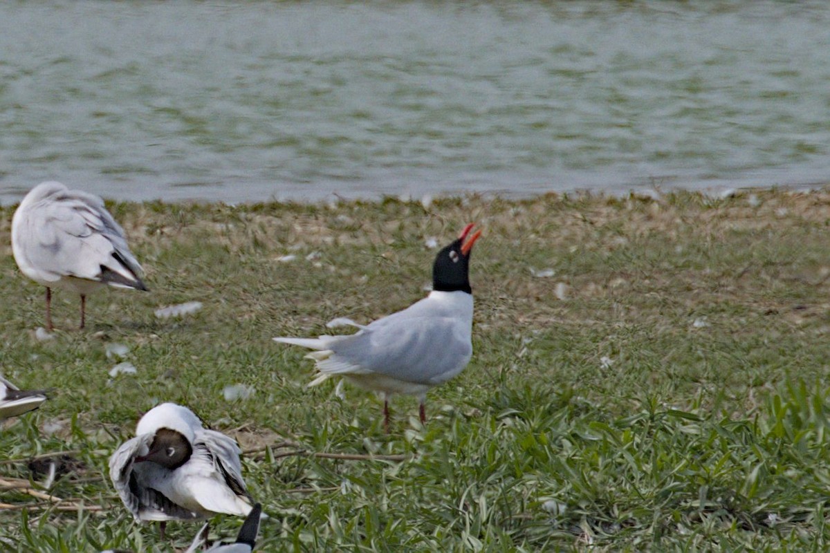 Mediterranean Gull - Philip Steinhoff