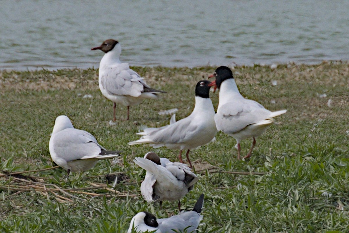 Mediterranean Gull - Philip Steinhoff