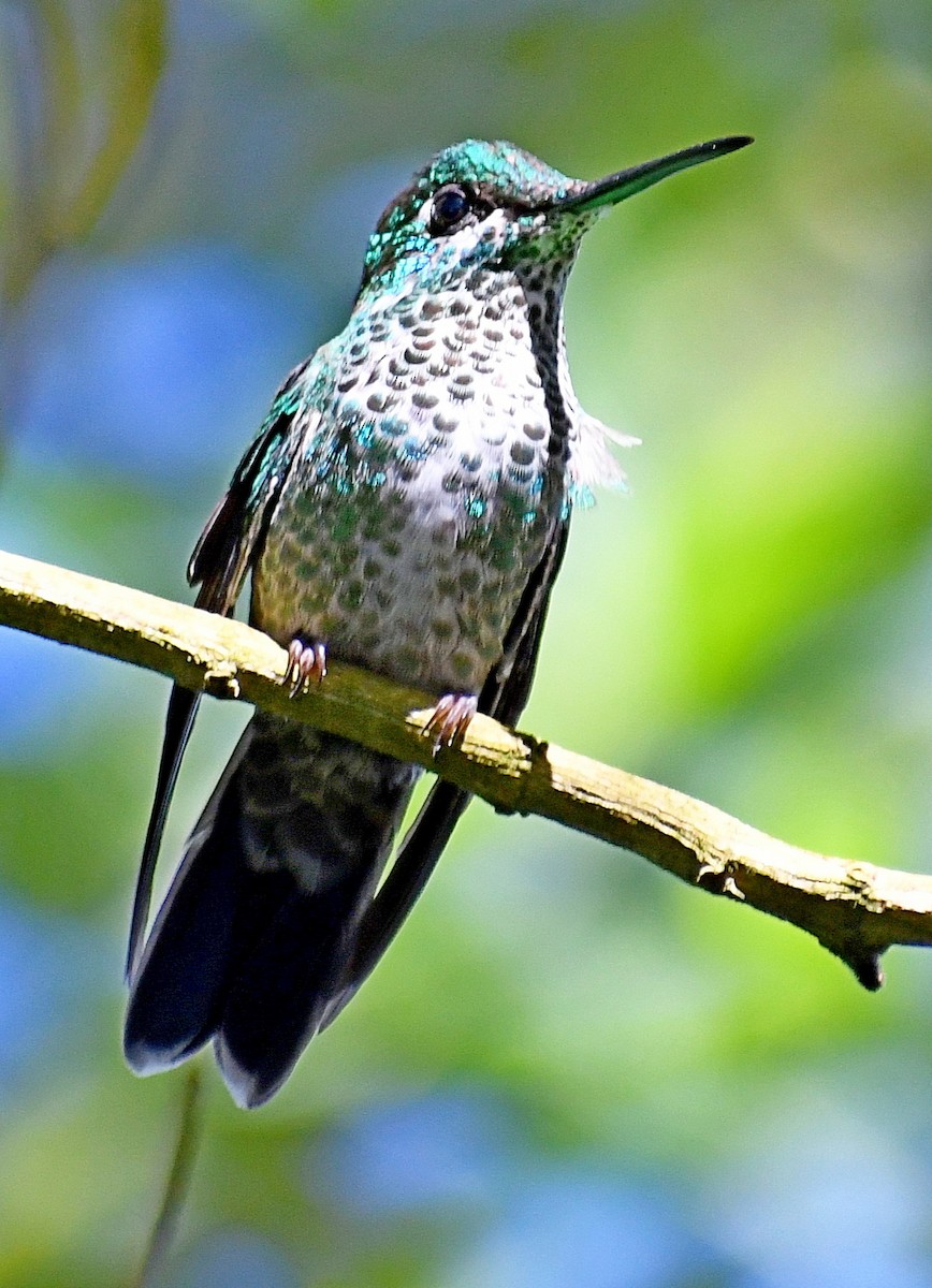 Green-crowned Brilliant - Edward Clark