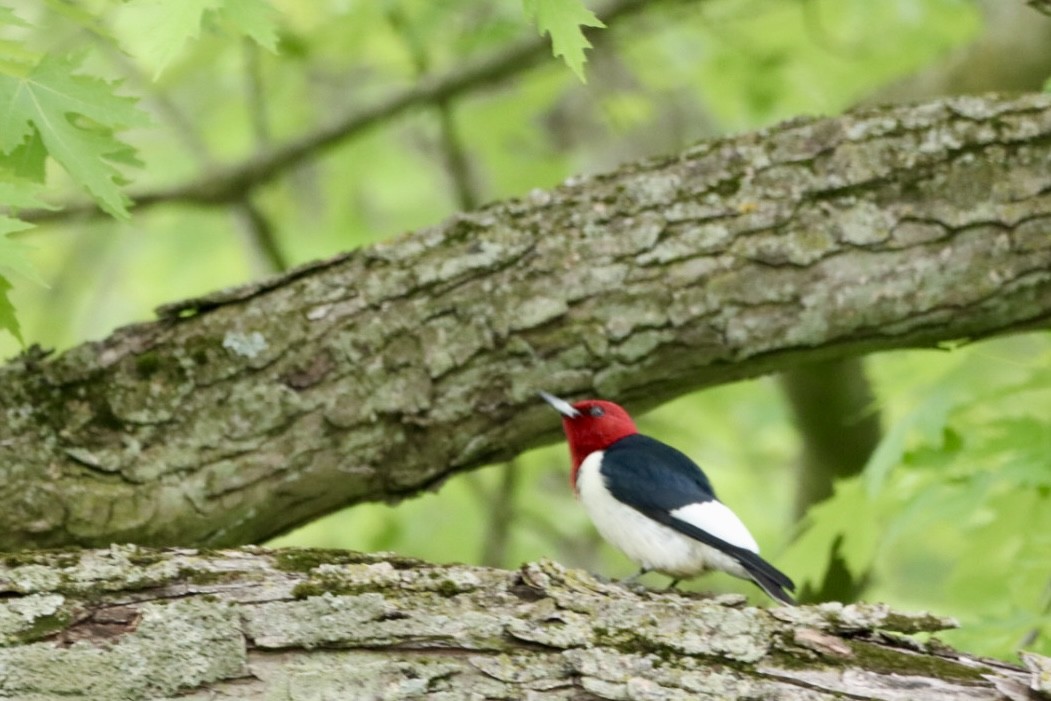 Red-headed Woodpecker - Leslie Steinberger