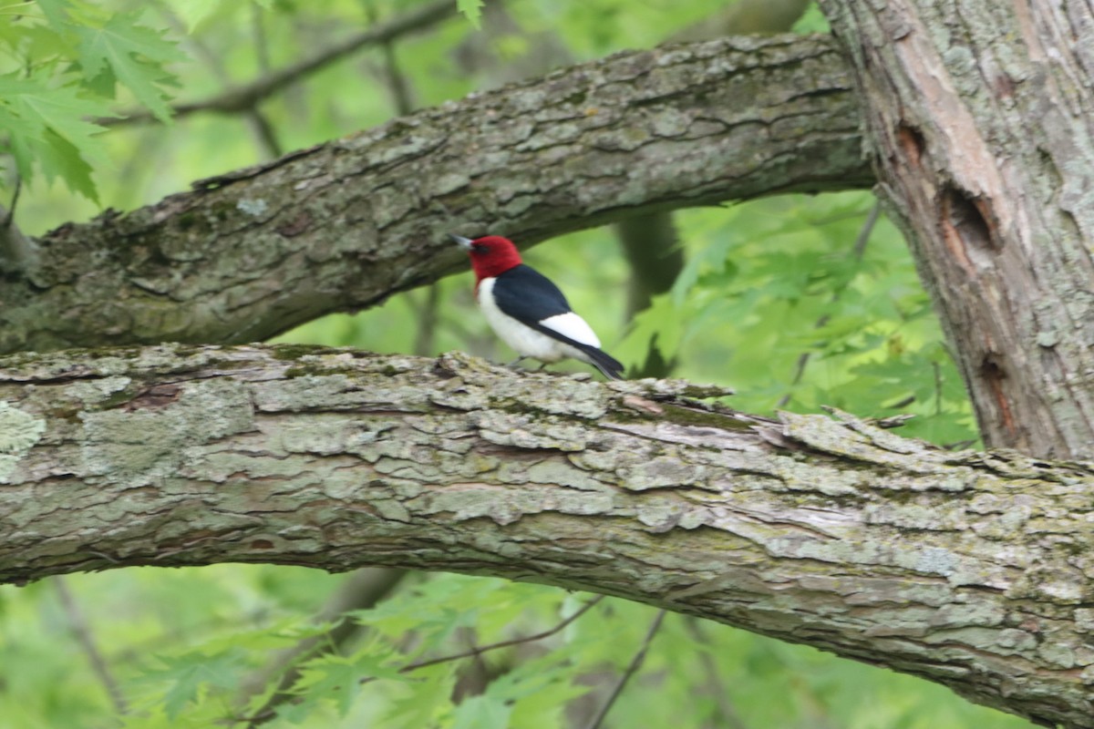 Red-headed Woodpecker - Leslie Steinberger