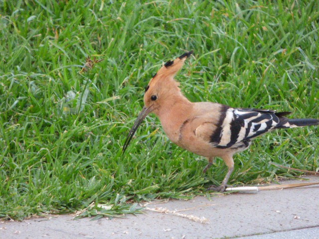 Eurasian Hoopoe - ML619502090