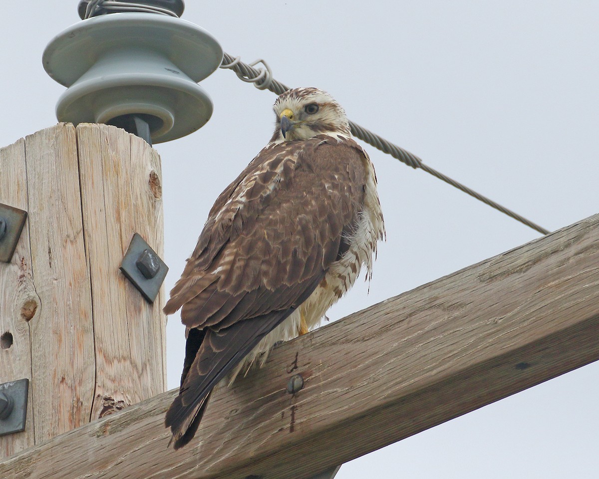 Swainson's Hawk - Keith Carlson