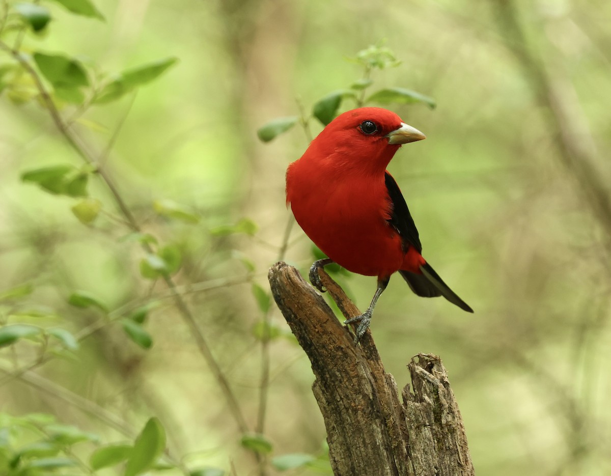 Scarlet Tanager - Grace Simms  🐦‍⬛