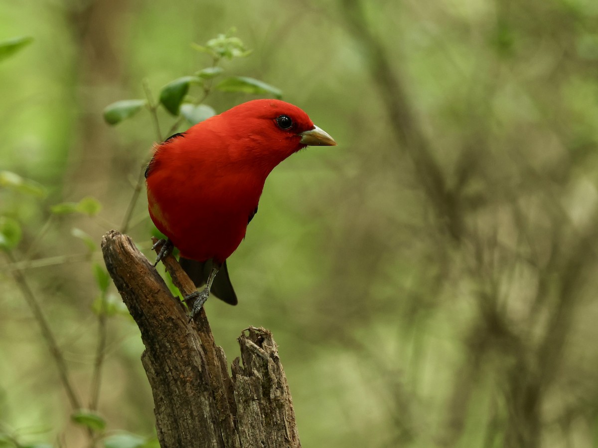 Scarlet Tanager - Grace Simms  🐦‍⬛