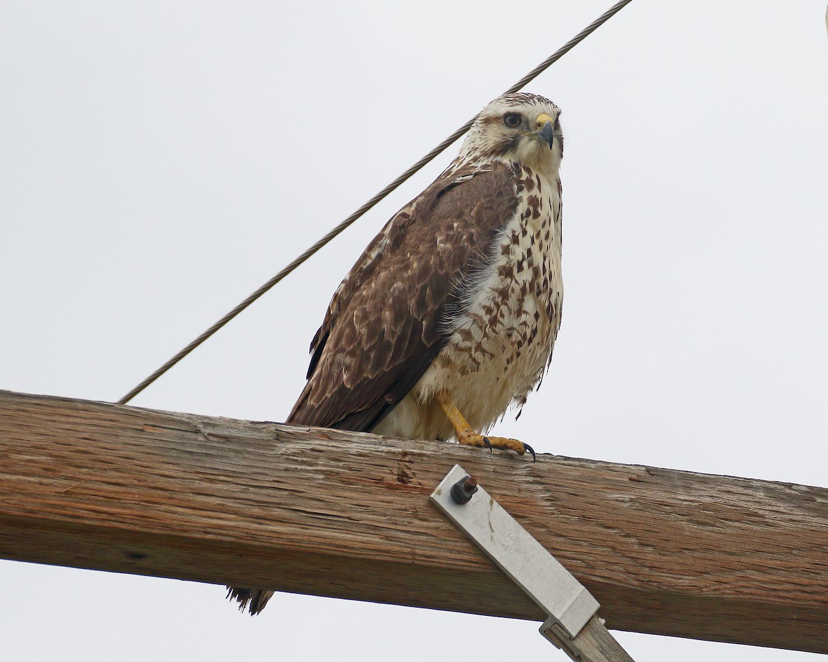 Swainson's Hawk - Keith Carlson