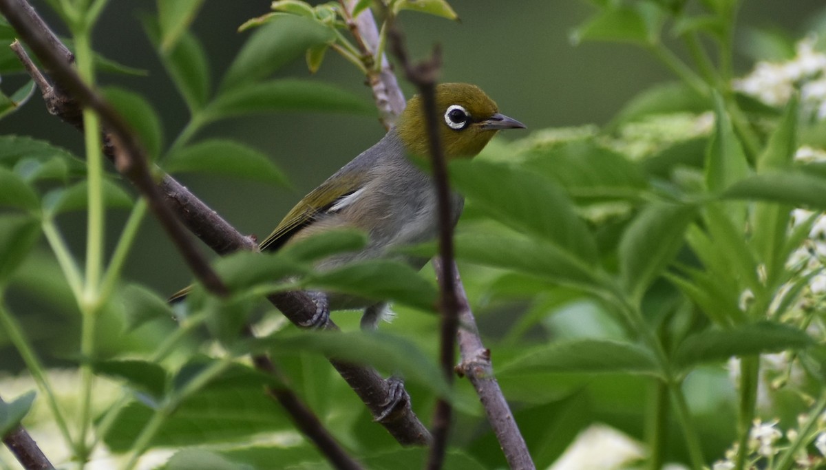 Silvereye - Robyn Falco