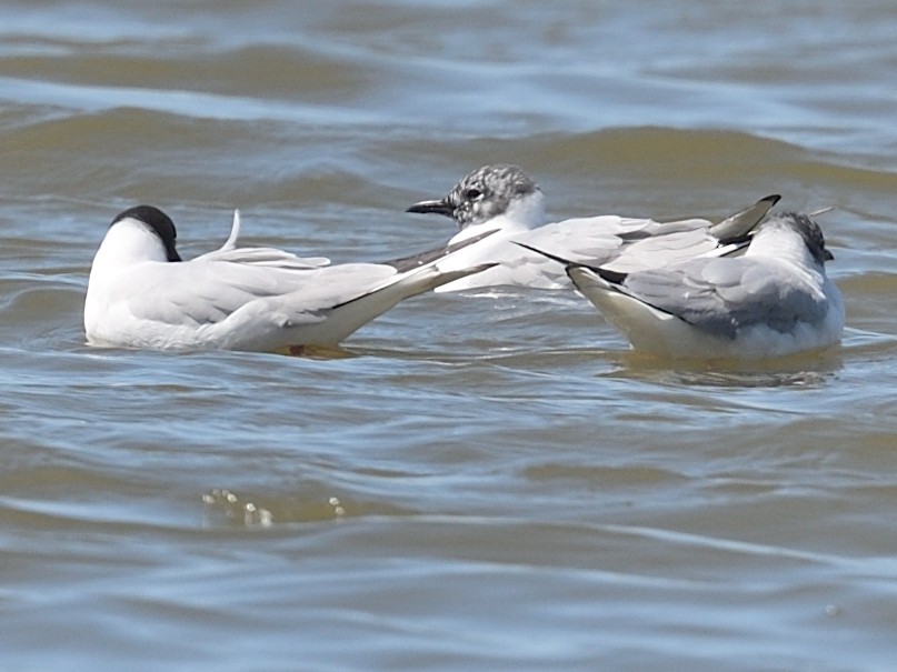 Bonaparte's Gull - Colin Fisher