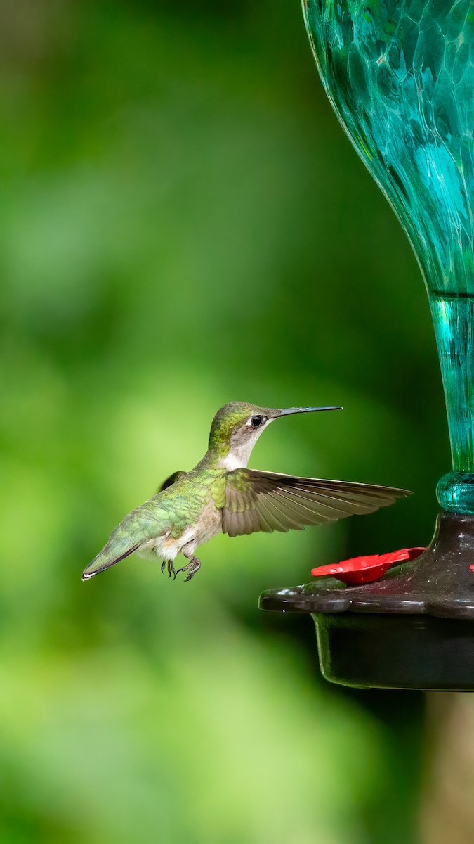 Ruby-throated Hummingbird - George Holt