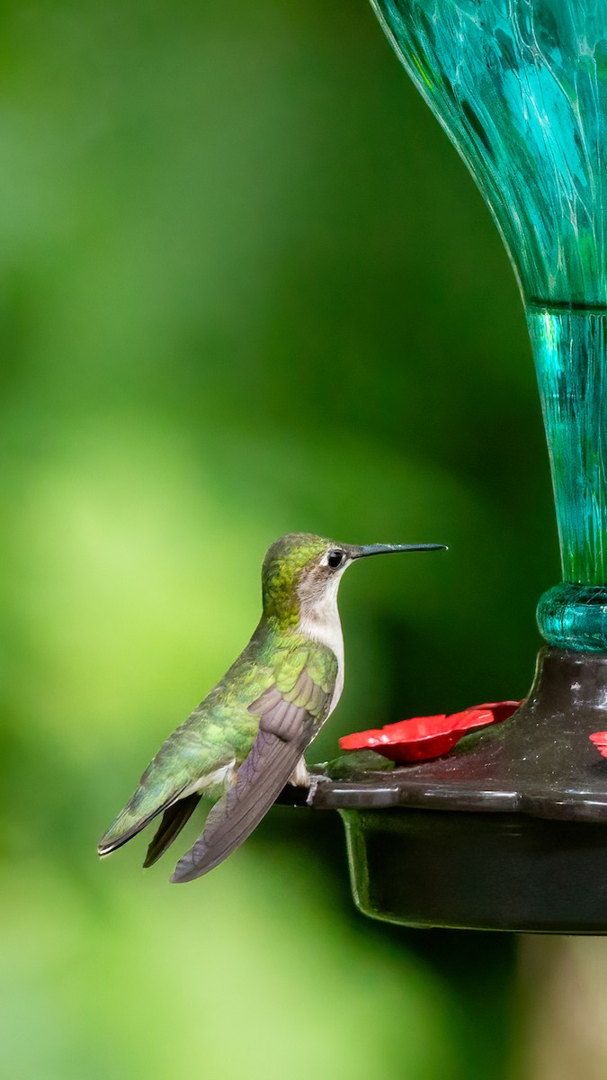 Ruby-throated Hummingbird - George Holt