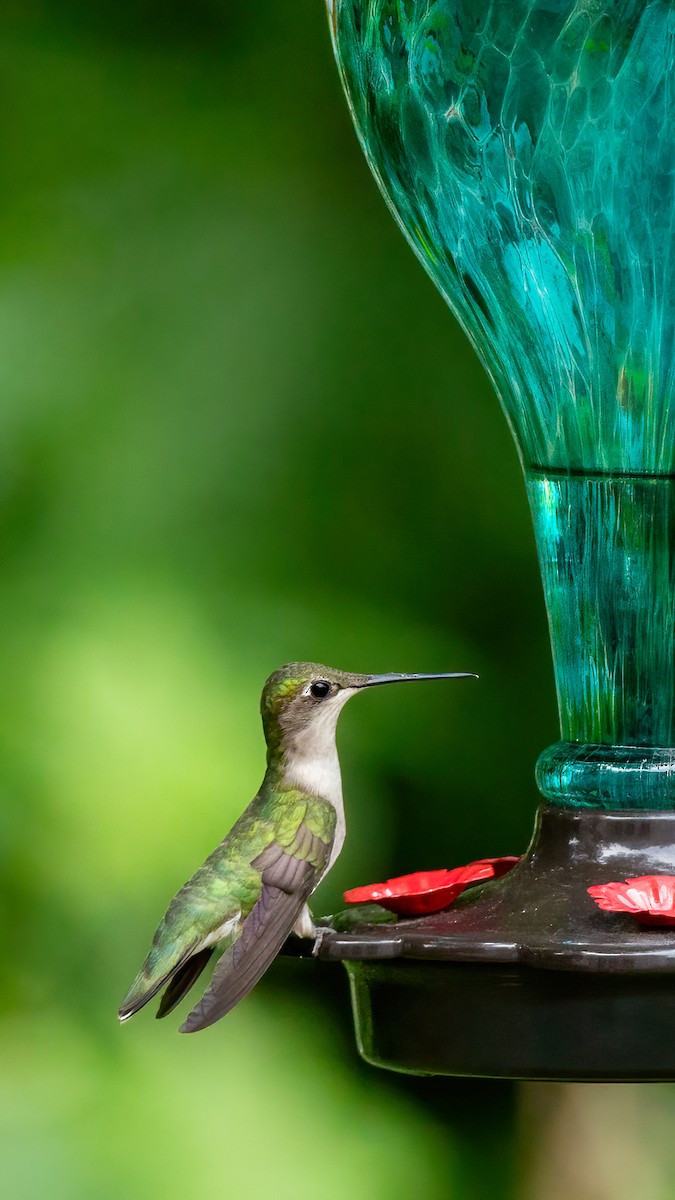 Ruby-throated Hummingbird - George Holt