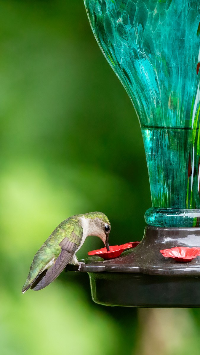 Ruby-throated Hummingbird - George Holt