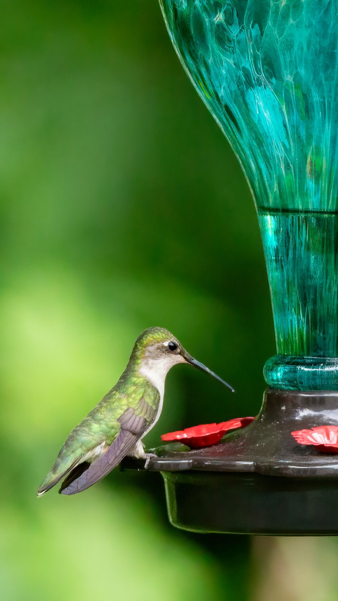 Ruby-throated Hummingbird - George Holt