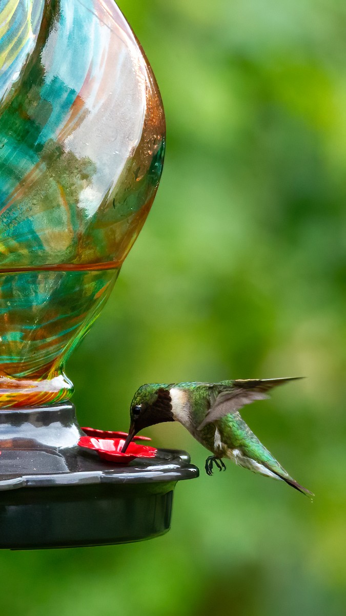 Ruby-throated Hummingbird - George Holt