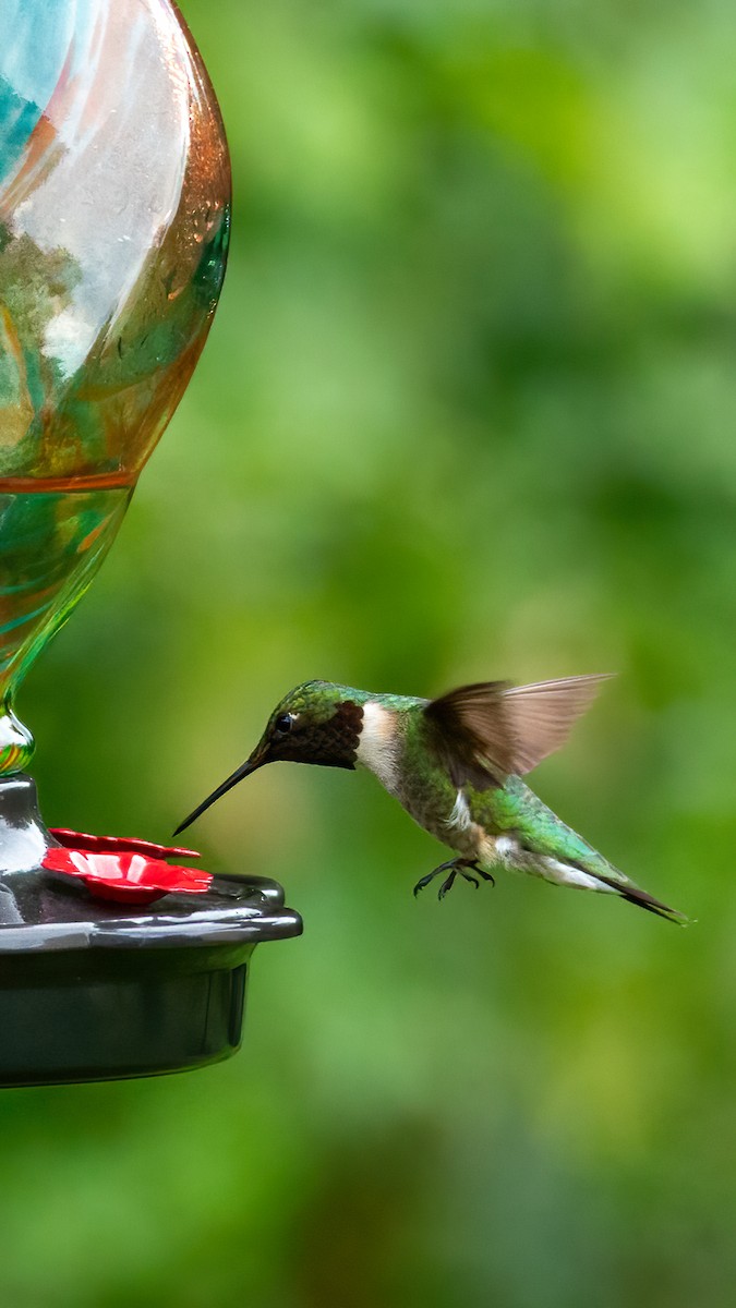 Ruby-throated Hummingbird - George Holt