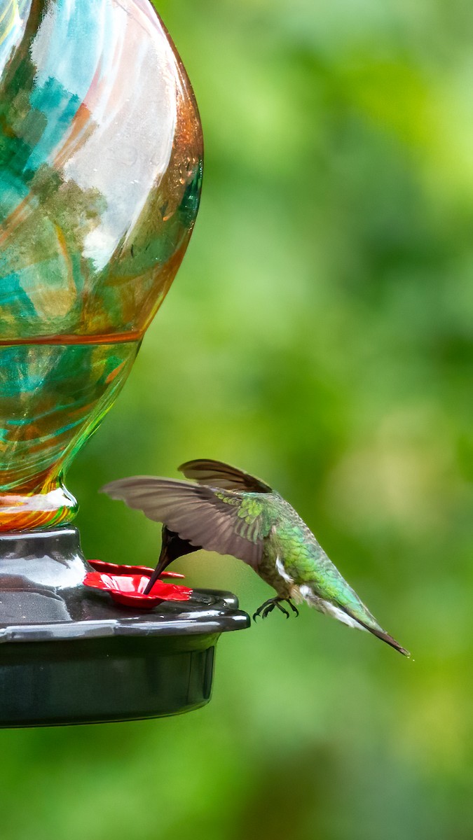 Ruby-throated Hummingbird - George Holt