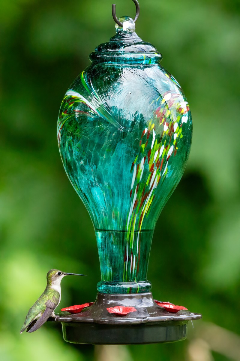 Ruby-throated Hummingbird - George Holt