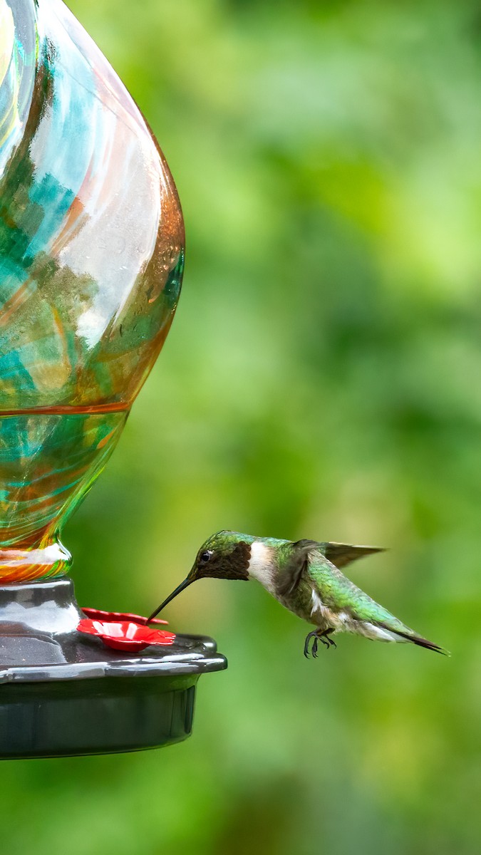 Ruby-throated Hummingbird - George Holt