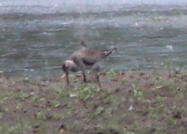 Hudsonian Godwit - ML619502140