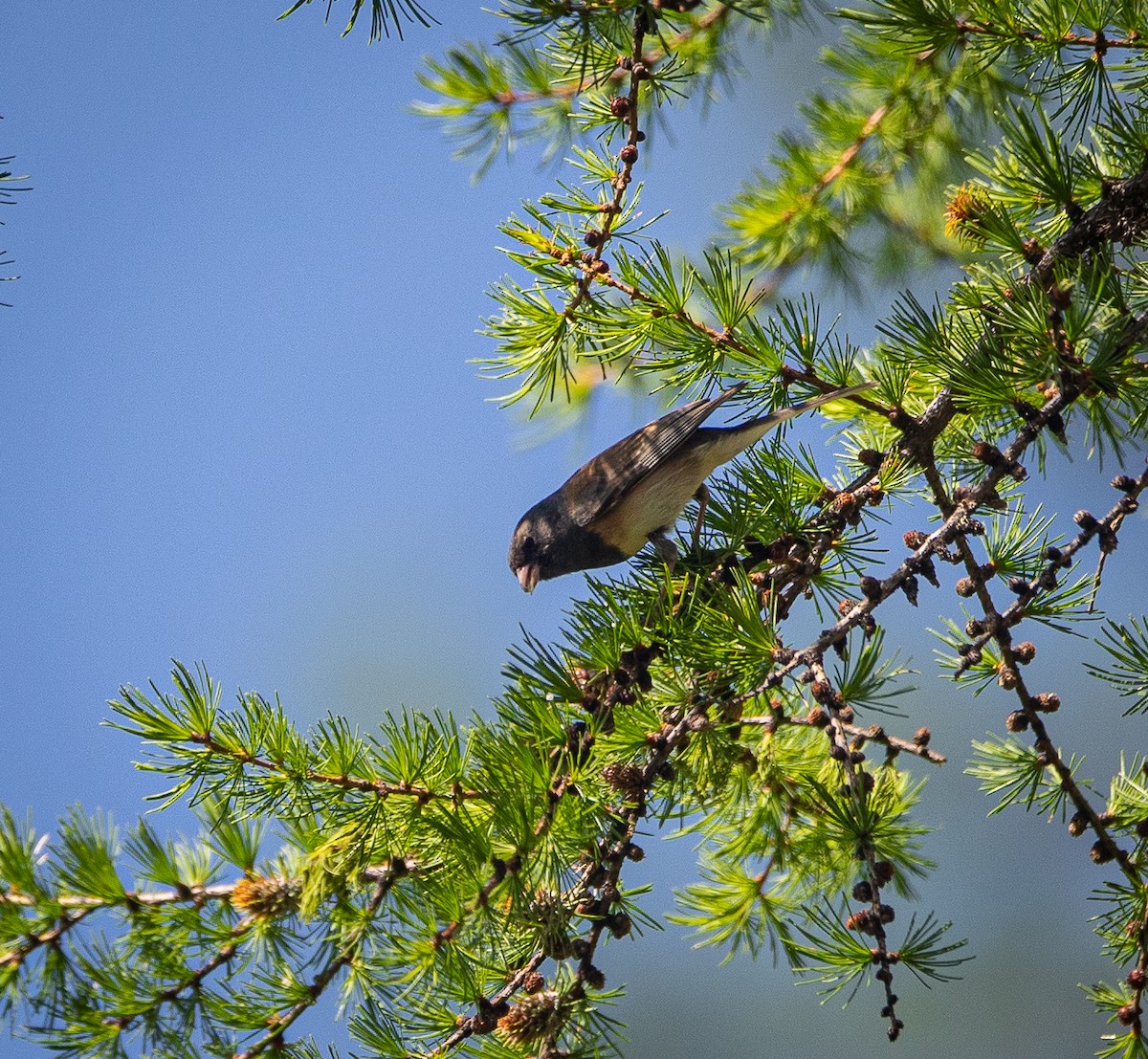 Dark-eyed Junco (Oregon) - bj worth