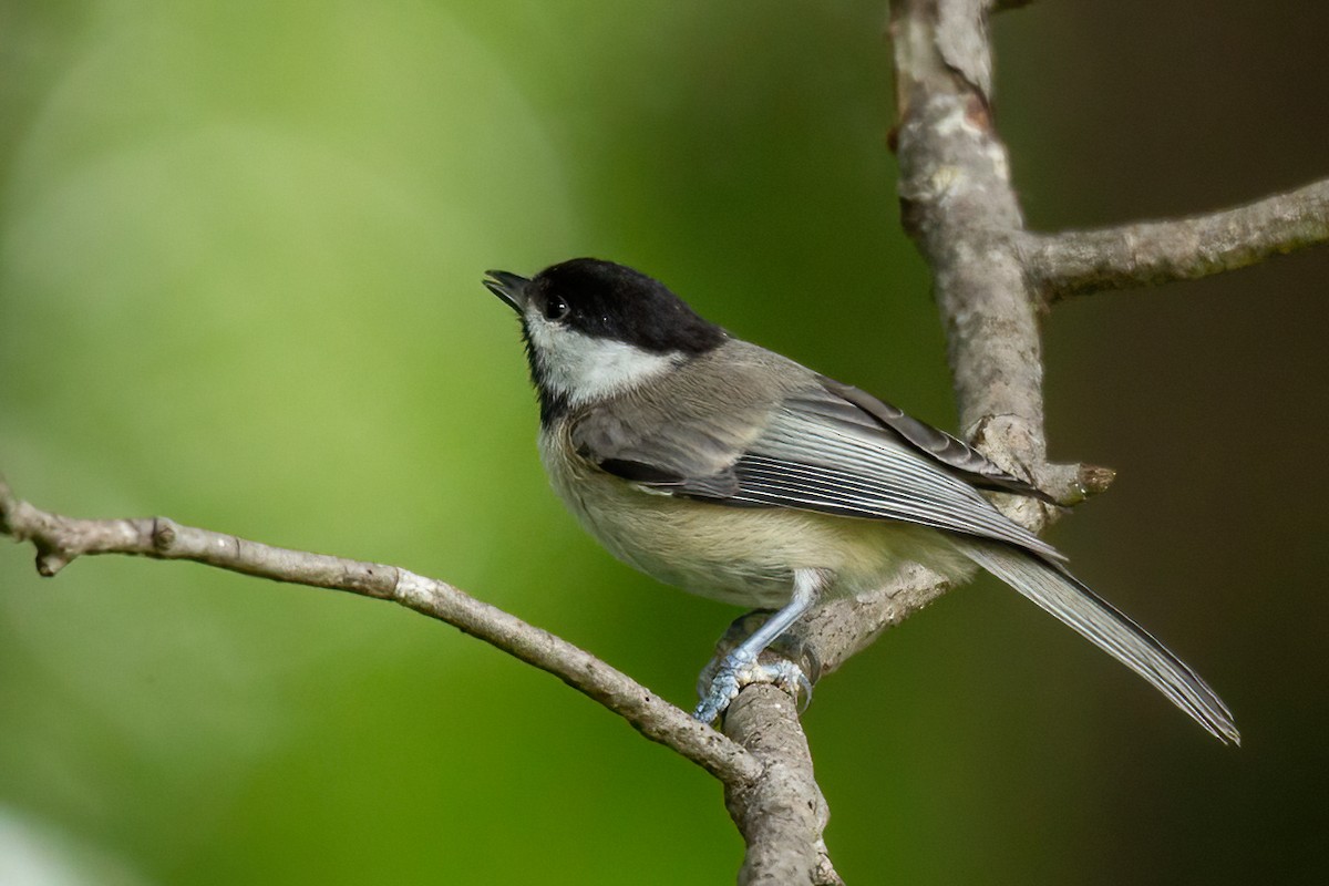 Carolina Chickadee - George Holt