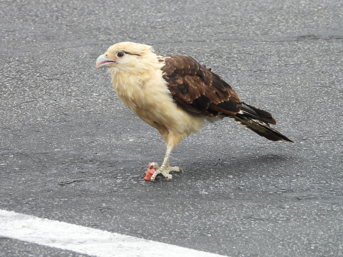 Yellow-headed Caracara - ML619502151