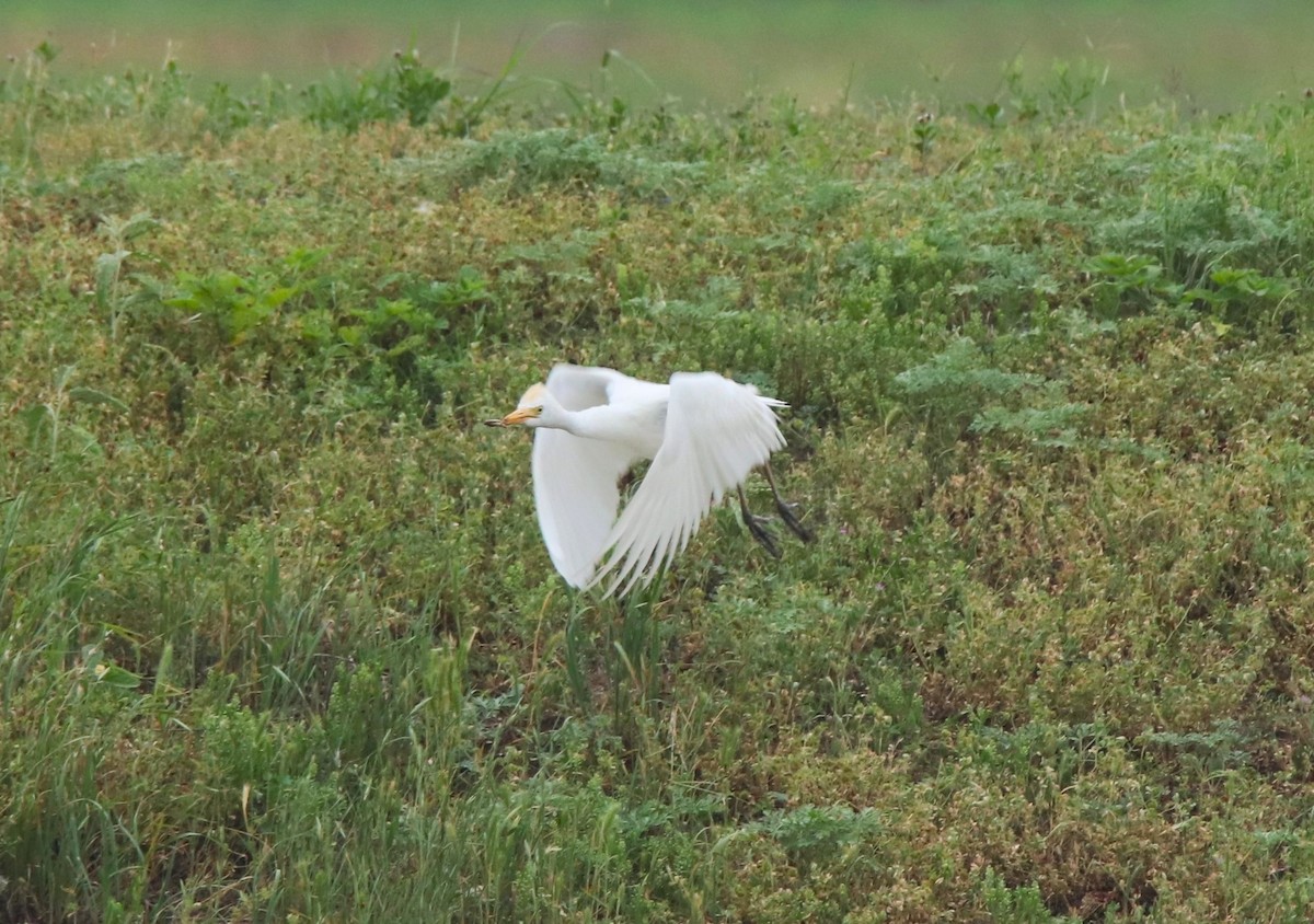 Western Cattle Egret - Ruth King