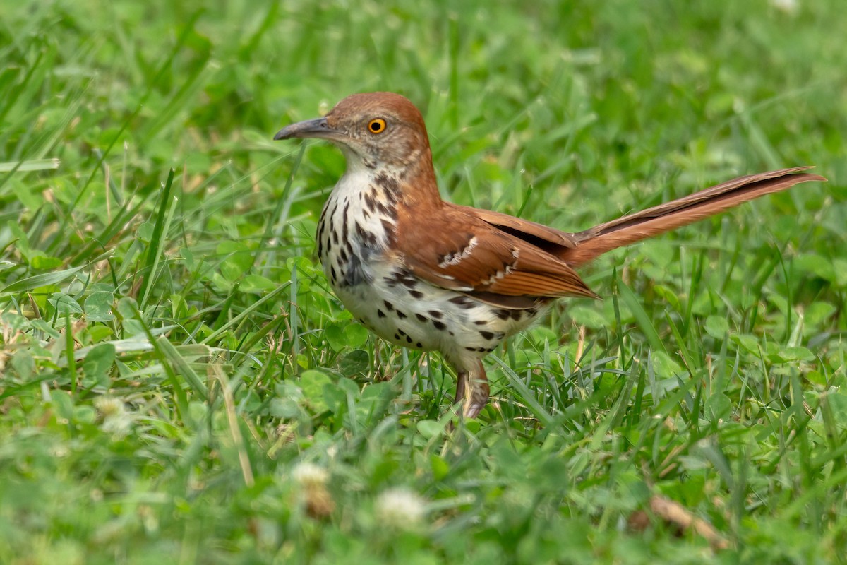 Brown Thrasher - George Holt