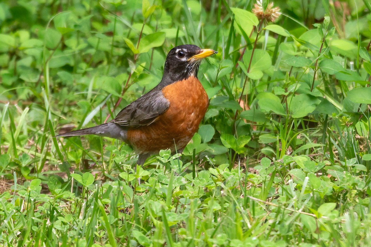 American Robin - George Holt