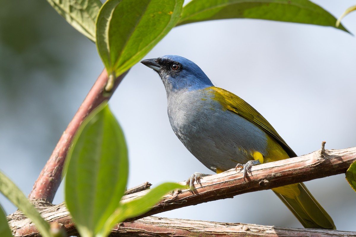 Blue-capped Tanager - Steve Heinl