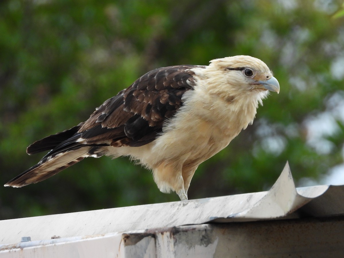 Yellow-headed Caracara - Ken Burgdorff