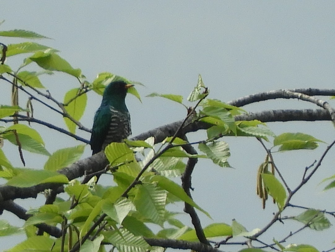 Asian Emerald Cuckoo - Maureen Blackford