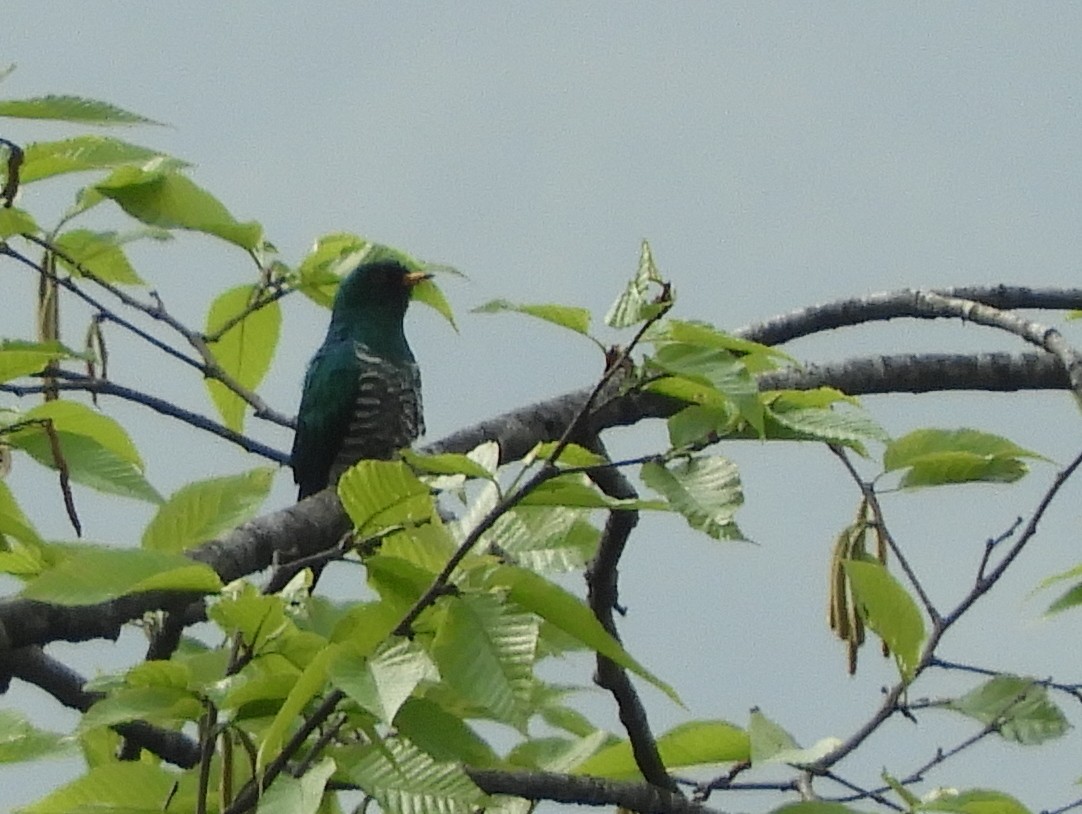 Cuclillo Esmeralda Asiático - ML619502168